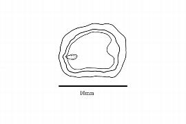  Embryo:  Michelia champaca ; Illustration by K. Parker, Kirkbride et al. (2006)
