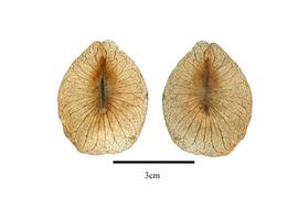  Fruit:  Aspidopterys concava ; Photo by R. Gibbons, USDA APHIS PPQ, Kirkbride et al. (2006)
