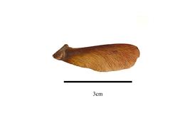  Fruit:  Stigmaphyllon puberum ; Photo by R. Gibbons, USDA APHIS PPQ, Kirkbride et al. (2006)
