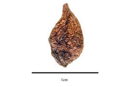  Seed:  Burdachia prismatocarpa ; Photo by R. Gibbons, USDA APHIS PPQ, Kirkbride et al. (2006)
