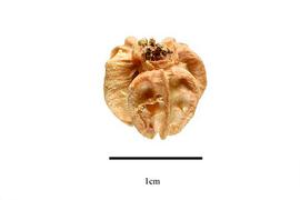  Fruit:  Malpighia glabra ; Photo by R. Gibbons, USDA APHIS PPQ, Kirkbride et al. (2006)
