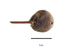  Fruit:  Norantea brasiliensis ; Photo by R. Gibbons, USDA APHIS PPQ, Kirkbride et al. (2006)
