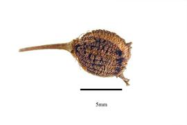  Fruit:  Medusagyne oppositifolia ; Photo by R. Gibbons, USDA APHIS PPQ, Kirkbride et al. (2006)
