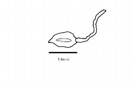  Embryo:  Medusagyne oppositifolia ; Illustration by K. Parker, Kirkbride et al. (2006)
