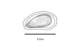  Embryo:  Clidemia hirta ; Illustration by K. Parker, Kirkbride et al. (2006)
