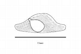  Embryo:  Toona ciliata ; Illustration by K. Parker, Kirkbride et al. (2006)
