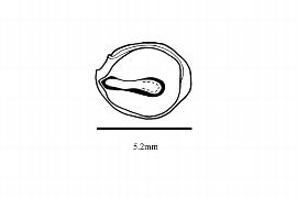  Embryo:  Melianthus major ; Illustration by K. Parker, Kirkbride et al. (2006)
