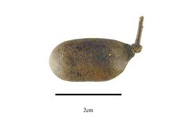  Fruit:  Anomospermum grandifolium ; Photo by R. Gibbons, USDA APHIS PPQ, Kirkbride et al. (2006)
