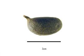  Fruit:  Chondrodendron tomentosum ; Photo by R. Gibbons, USDA APHIS PPQ, Kirkbride et al. (2006)
