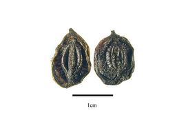  Fruit:  Disciphania juliflora ; Photo by R. Gibbons, USDA APHIS PPQ, Kirkbride et al. (2006)
