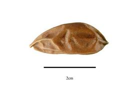  Fruit:  Penianthus zenkeri ; Photo by R. Gibbons, USDA APHIS PPQ, Kirkbride et al. (2006)
