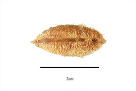  Fruit:  Penianthus zenkeri ; Photo by R. Gibbons, USDA APHIS PPQ, Kirkbride et al. (2006)
