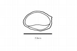  Embryo:  Nephrophyllidium crista-galli ; Illustration by K. Parker, Kirkbride et al. (2006)
