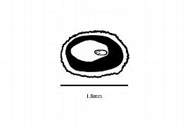  Embryo:  Villarsia calthifolia ; Illustration by K. Parker, Kirkbride et al. (2006)
