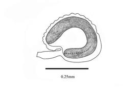  Embryo:  Glinus oppositifolius ; Illustration by K. Parker, Kirkbride et al. (2006)
