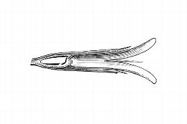  Embryo:  Morina longifolia ; Illustration by K. Parker, Kirkbride et al. (2006)
