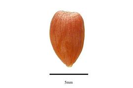  Seed:  Morella rubra ; Photo by R. Gibbons, USDA APHIS PPQ, Kirkbride et al. (2006)
