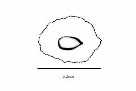  Embryo:  Canacomyrica monticola ; Illustration by K. Parker, Kirkbride et al. (2006)
