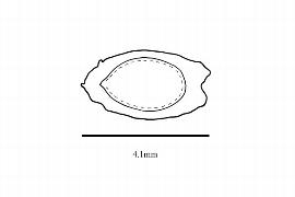  Embryo:  Comptonia peregrina ; Illustration by K. Parker, Kirkbride et al. (2006)
