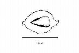  Embryo:  Myrica javanica ; Illustration by K. Parker, Kirkbride et al. (2006)
