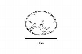  Embryo:  Virola carinata ; Illustration by K. Parker, Kirkbride et al. (2006)
