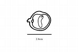  Embryo:  Cybianthus lineatus ; Illustration by K. Parker, Kirkbride et al. (2006)
