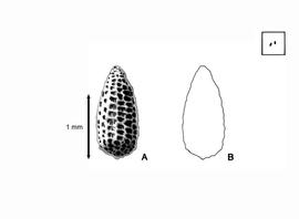   Seed:   Nechamandra alternifolia  (A, seed; B, seed outline); Illustration by L.E. Chandler from Gunn and Ritchie (1988) 
