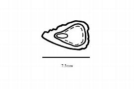  Embryo:  Nothofagus fusca ; Illustration by K. Parker, Kirkbride et al. (2006)
