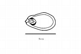  Embryo:  Nuphar lutea ; Illustration by K. Parker, Kirkbride et al. (2006)
