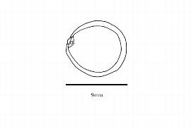  Embryo:  Victoria cruziana ; Illustration by K. Parker, Kirkbride et al. (2006)
