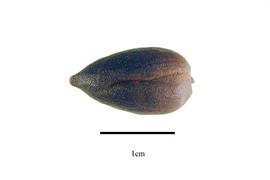  Seed:  Lophira alata ; Photo by R. Gibbons, USDA APHIS PPQ, Kirkbride et al. (2006)
