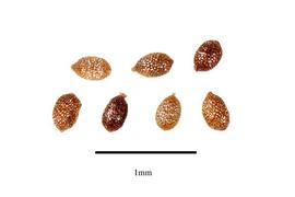  Seeds:  Sauvagesia serrata ; Photo by R. Gibbons, USDA APHIS PPQ, Kirkbride et al. (2006)
