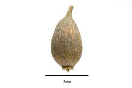  Fruit:  Olax stricta ; Photo by R. Gibbons, USDA APHIS PPQ, Kirkbride et al. (2006)
