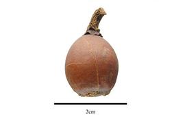  Fruit:  Ptychopetalum uncinatum ; Photo by R. Gibbons, USDA APHIS PPQ, Kirkbride et al. (2006)
