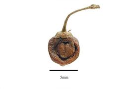  Fruit:  Olinia aequipetala ; Photo by R. Gibbons, USDA APHIS PPQ, Kirkbride et al. (2006)
