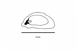  Embryo:  Olinia aequipetala ; Illustration by K. Parker, Kirkbride et al. (2006)
