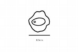  Embryo:  Aeginetia indica ; Illustration by K. Parker, Kirkbride et al. (2006)
