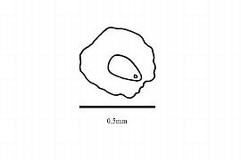  Embryo:  Cistanche tubulosa ; Illustration by K. Parker, Kirkbride et al. (2006)
