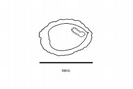  Embryo:  Adenia huillensis ; Illustration by K. Parker, Kirkbride et al. (2006)
