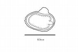  Embryo:  Deidamia clematoides ; Illustration by K. Parker, Kirkbride et al. (2006)
