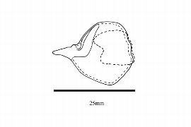  Embryo:  Pelliciera rhizophorae ; Illustration by K. Parker, Kirkbride et al. (2006)
