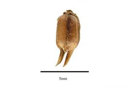  Fruit:  Penaea mucronata ; Photo by R. Gibbons, USDA APHIS PPQ, Kirkbride et al. (2006)
