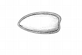  Embryo:  Penaea  sp.; Illustration by K. Parker, Kirkbride et al. (2006)
