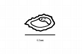  Embryo:  Pentaphragma horsfieldii ; Illustration by K. Parker, Kirkbride et al. (2006)
