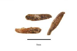  Seeds:  Pentaphylax euryoides ; Photo by R. Gibbons, USDA APHIS PPQ, Kirkbride et al. (2006)
