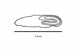  Embryo:  Pentaphylax euryoides ; Illustration by K. Parker, Kirkbride et al. (2006)
