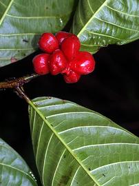   Fruits:   Perebea  sp.; Photo by R.B. Foster, Field Museum of Natural History
