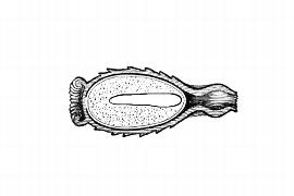   Embryo:   Philydrum languinosum ; Illustration by K. Parker, Kirkbride et al. (2006) 
