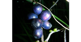   Fruits:   Helmholtzia glaberrima ; Photo by Erika Birmingham, gbif.org
