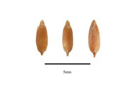  Seeds:  Phryma leptostachya ; Photo by R. Gibbons, USDA APHIS PPQ, Kirkbride et al. (2006)
